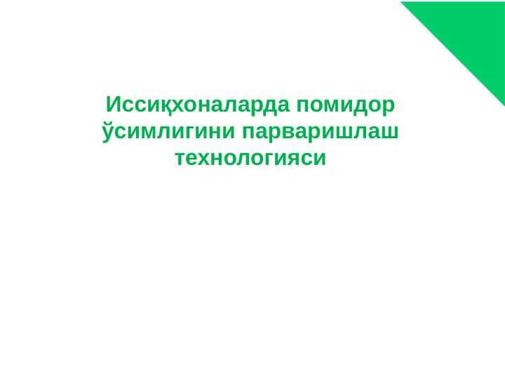 Иссиқхоналарда помидор ўсимлигини парваришлаш технологияси