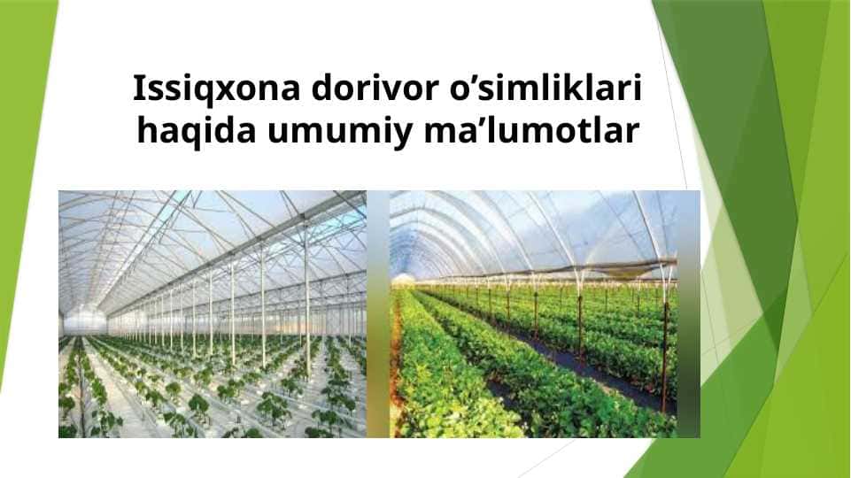 Issiqxona dorivor o’simliklari haqida umumiy ma’lumotlar