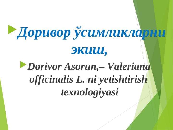Доривор ўсимликларни экиш, Dorivor Asorun,– Valeriana officinalis L. ni yetishtirish texnologiyasi
