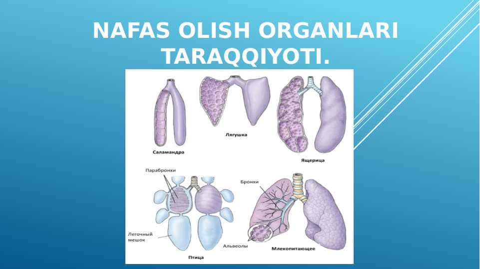Nafas olish organlari taraqqiyoti.