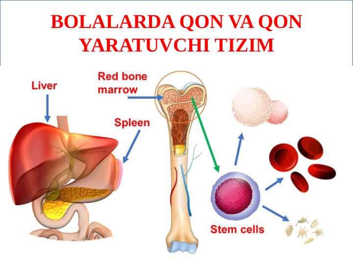 BOLALARDA QON VA QON YARATUVCHI TIZIMI