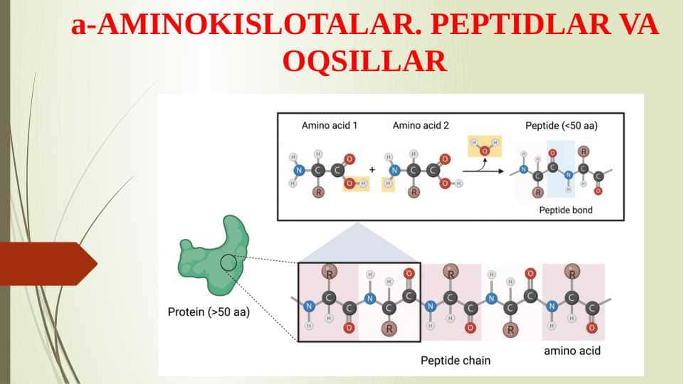 a-AMINOKISLOTALAR. PEPTIDLAR VA OQSILLAR