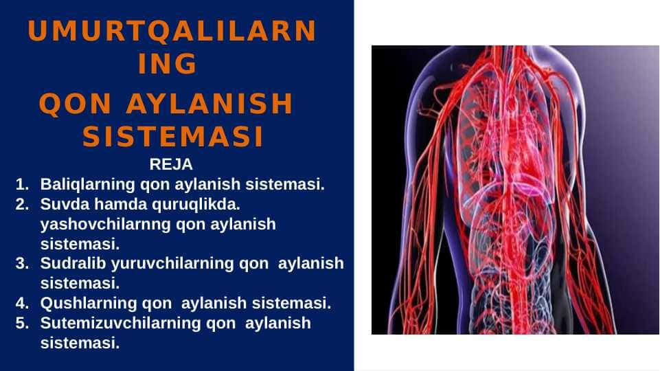 UMURTQALILARNING QON AYLANISH SISTEMASI