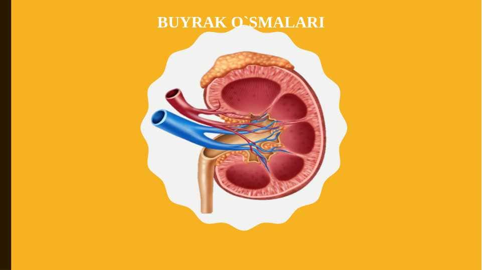 BUYRAK O`SMALARI