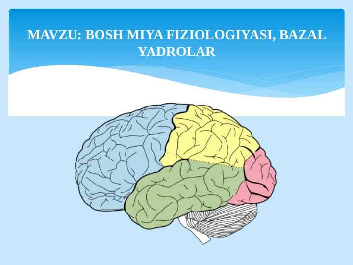 BOSH MIYA FIZIOLOGIYASI, BAZAL YADROLAR