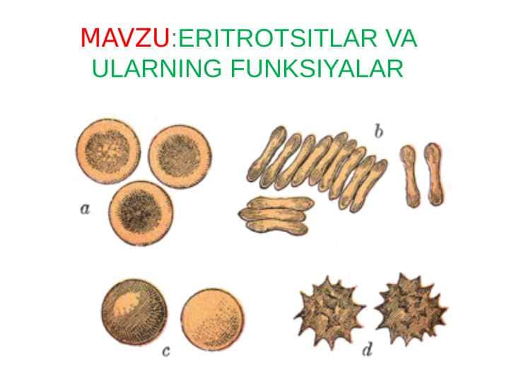 Eritrotsitlar va ularning funksiyalar
