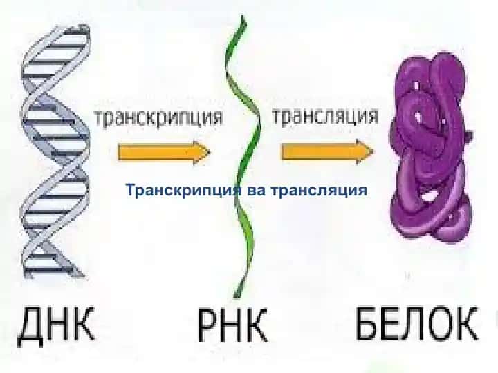 Transkriptsiya