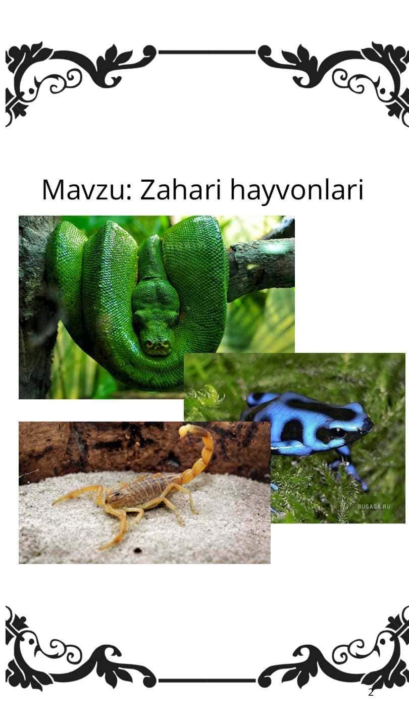 Zaharli hayvonlar