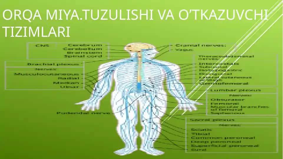 ORQA MIYA.TUZULISHI VA O’TKAZUVCHI TIZIMLARI