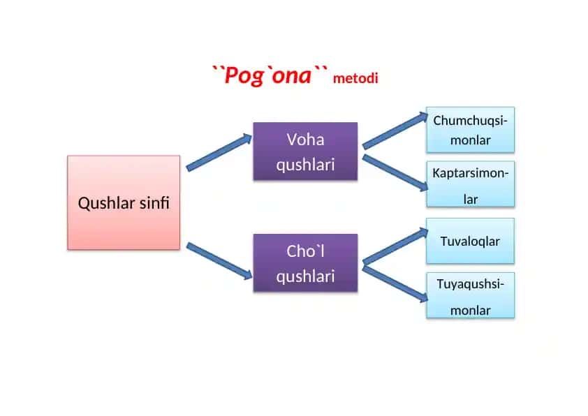 Qushlar sinfi