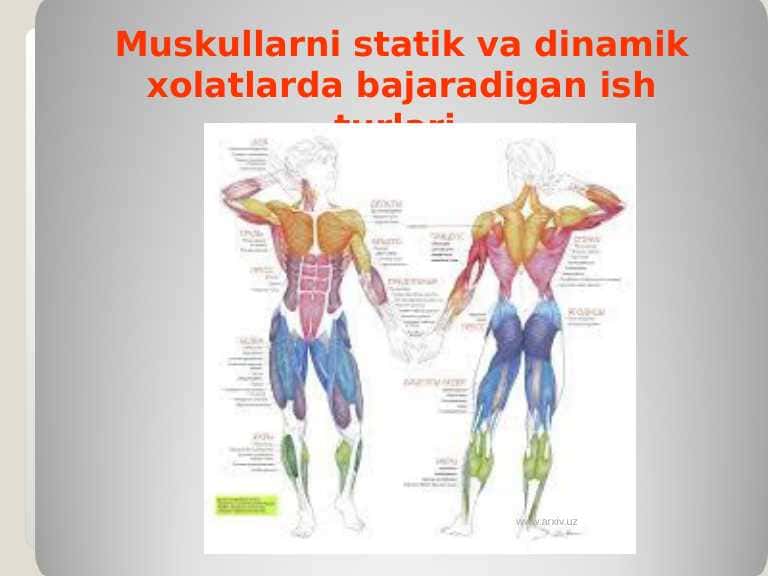 Muskullarni statik va dinamik xolatlarda bajaradigan ish turlari. Bilan umumiy tanishish
