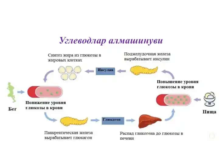 Uglevodlar almashinuvi