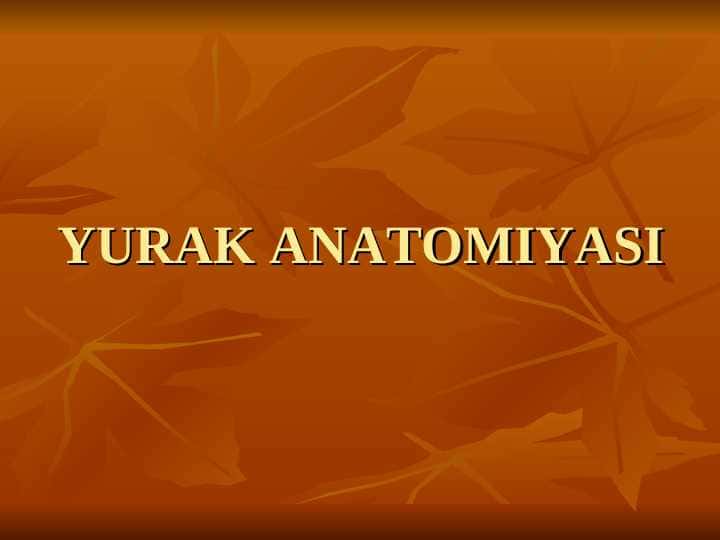 YURAK ANATOMIYASI