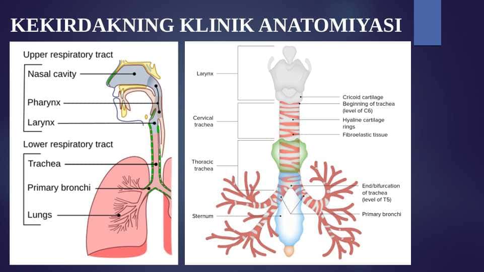 KEKIRDAKNING KLINIK ANATOMIYASI