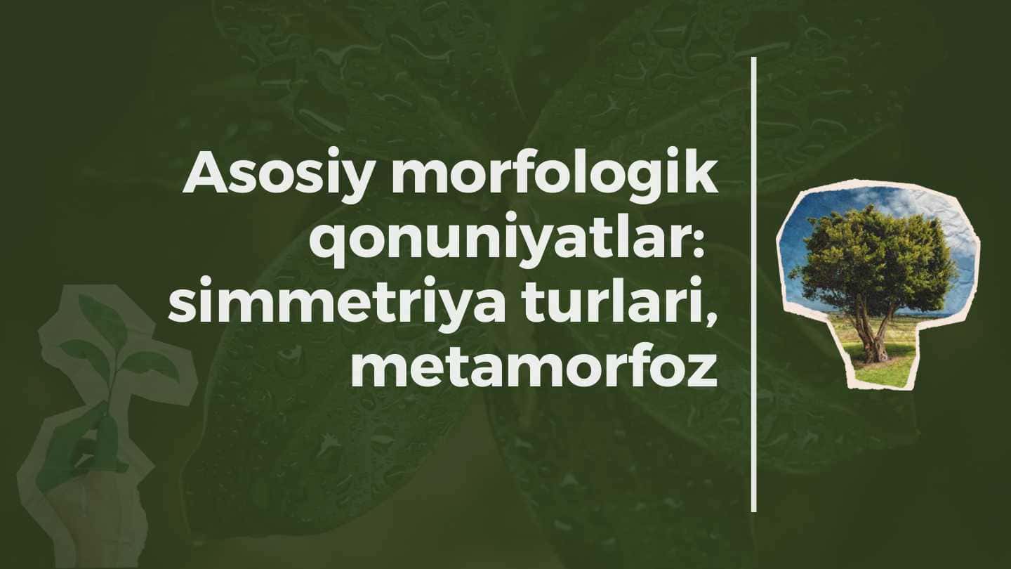 Asosiy morfologik qonuniyatlar simmetriya turlari, metamorfoz