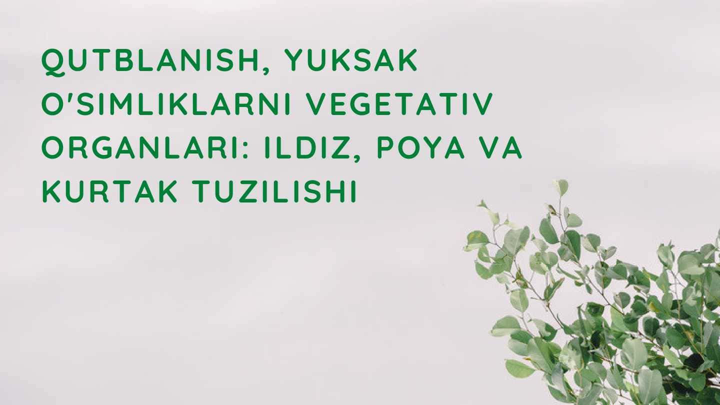 Qutblanish, yuksak o'simliklarni vegetativ organlari ildiz, poya va kurtak tuzilishi