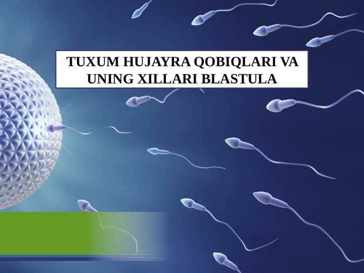 TUXUM HUJAYRA QOBIQLARI VA UNING XILLARI BLASTULA