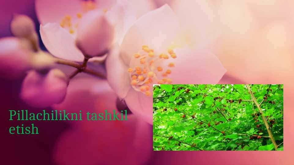 Pillachilikni tashkil etish