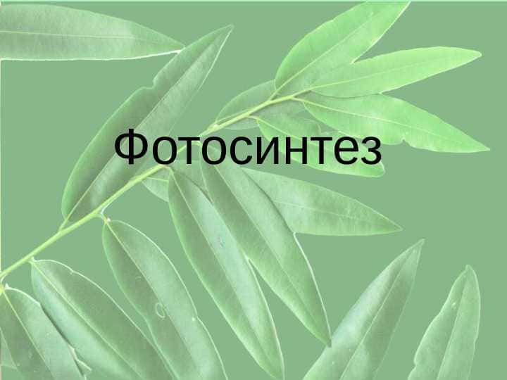 fotosintez