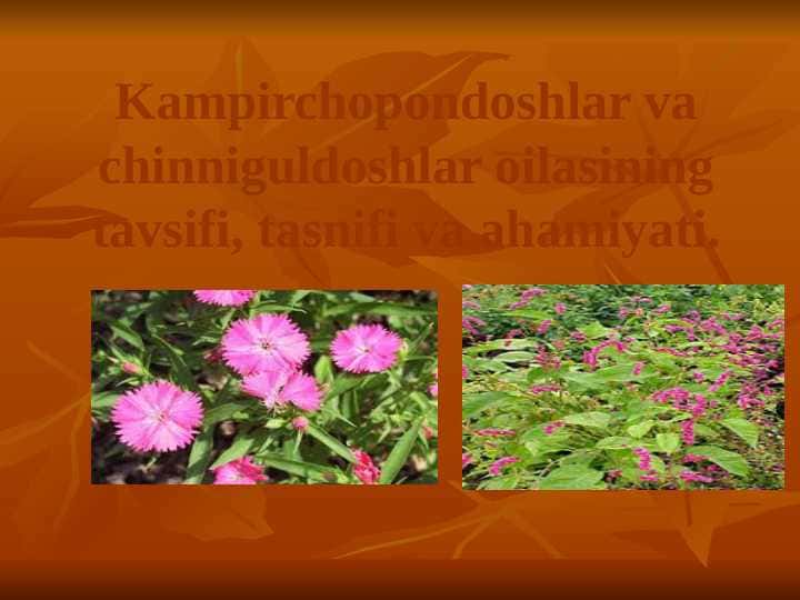 Kampirchopondoshlar va chinniguldoshlar oilasining tavsifi, tasnifi va ahamiyati