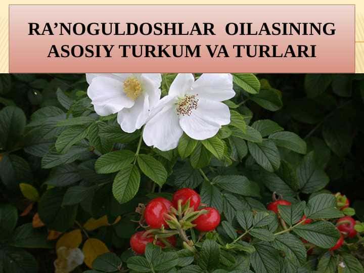 Ra’noguldoshlar oilasining asosiy turkum va turlari