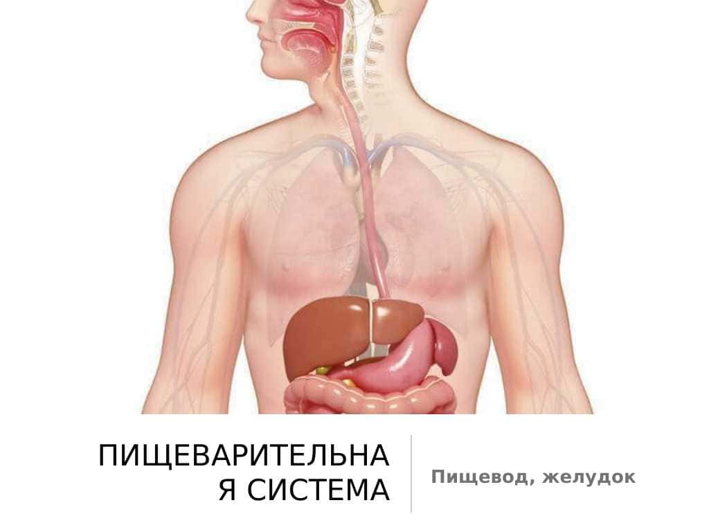 Пищеварительная система