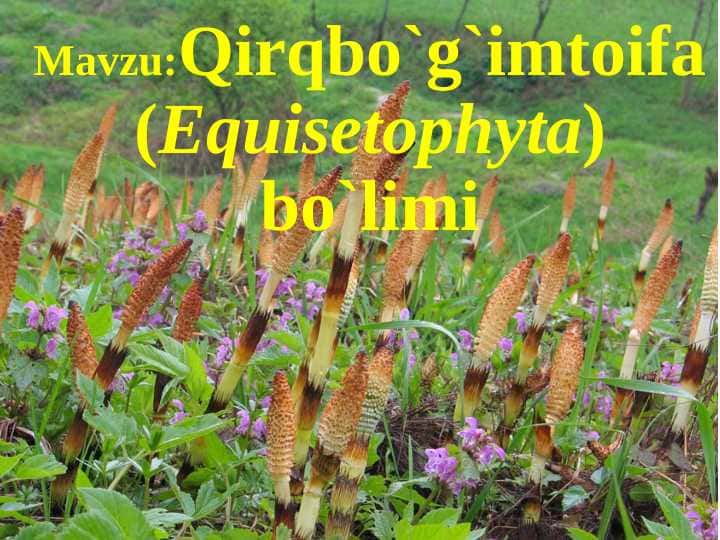 Qirqbо`g`imtoifa (Equisetophyta)