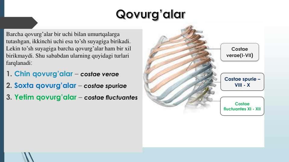 Qovurg'alar