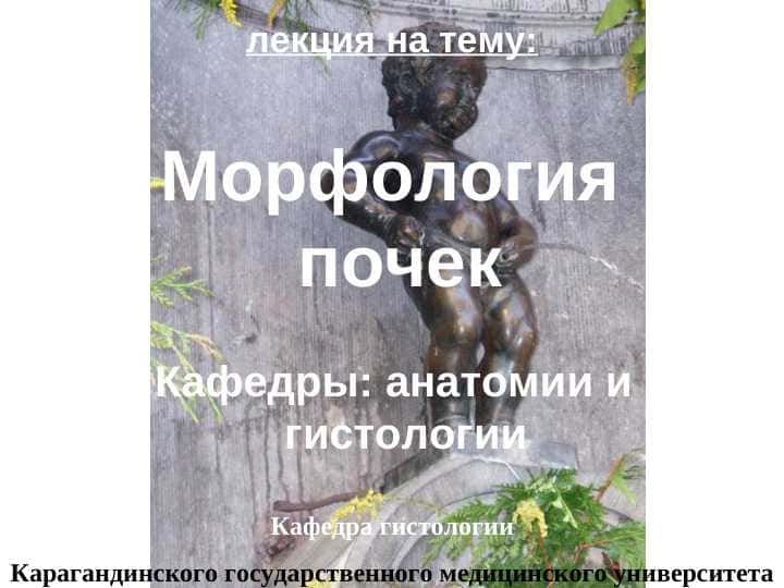 Морфология Почки