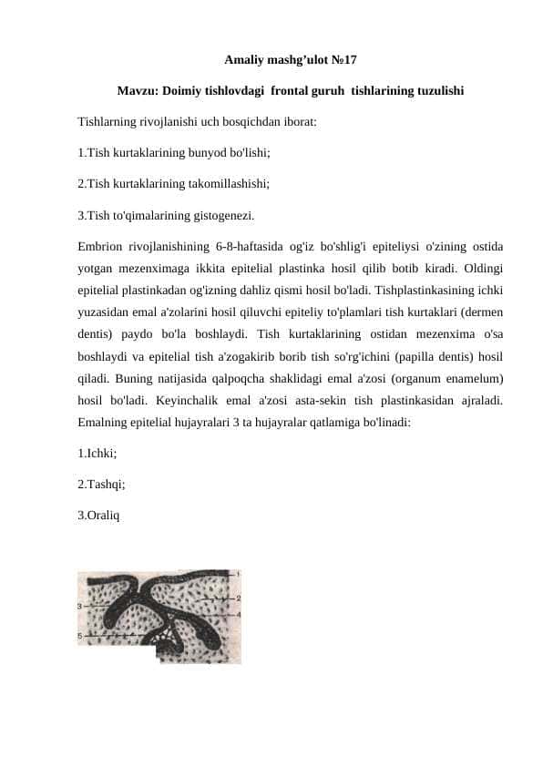 Doimiy tishlovdagi frontal guruh tishlarining tuzulishi