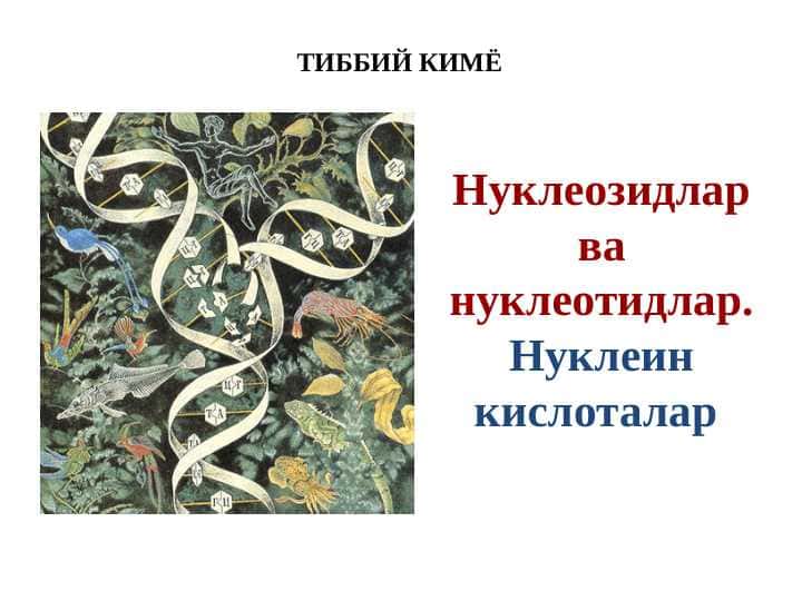 Nuklein kislotalar | Нуклеозидлар ва нуклеотидлар. Нуклеин кислоталар