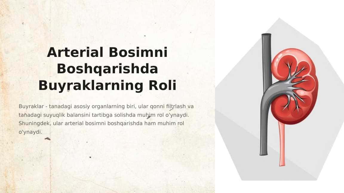 Arterial Bosimni Boshqarishda Buyraklarning Roli