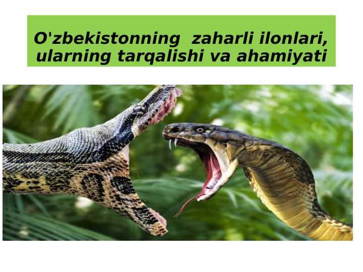 O'zbekistonning zaharli ilonlari, ularning tarqalishi va ahamiyati