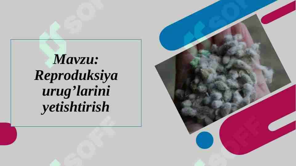 Reproduksiya urug’larini yetishtirish