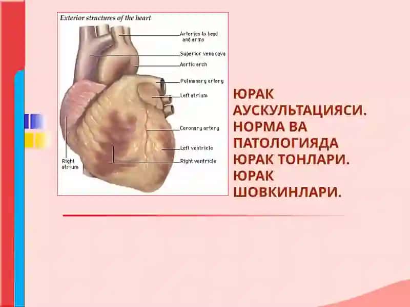 ЮРАК АУСКУЛЬТАЦИЯСИ