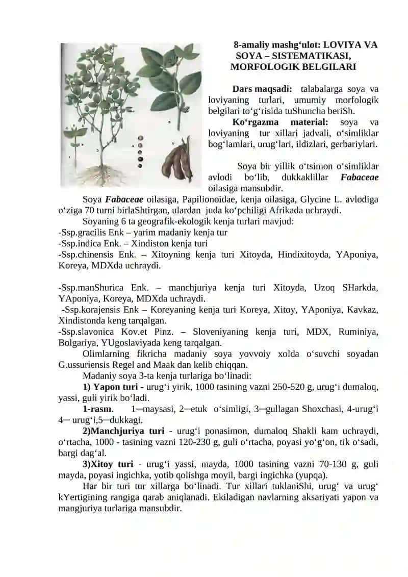 SOYA VA LOVIYA – SISTEMATIKASI, MORFOLOGIK BELGILARI