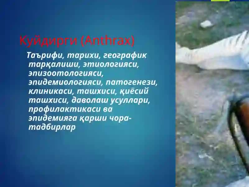 Куйдирги