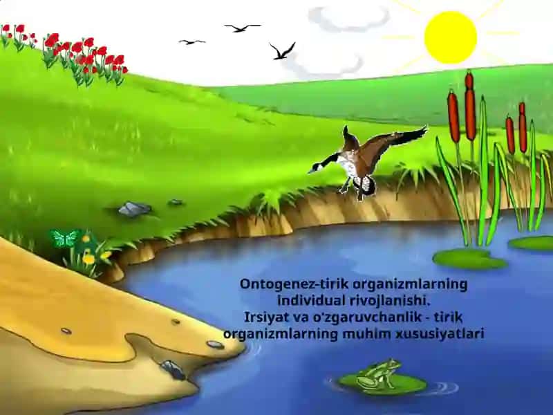 Ontogenez-tirik organizmlarning individual rivojlanishi