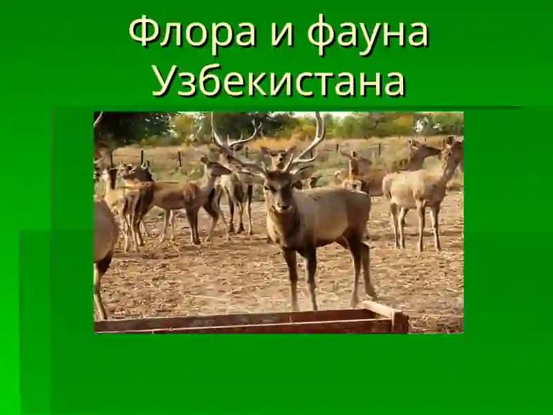 Флора и фауна Узбекистана