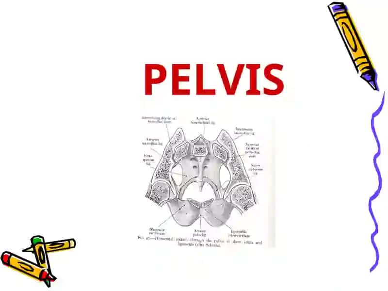 Pelvis