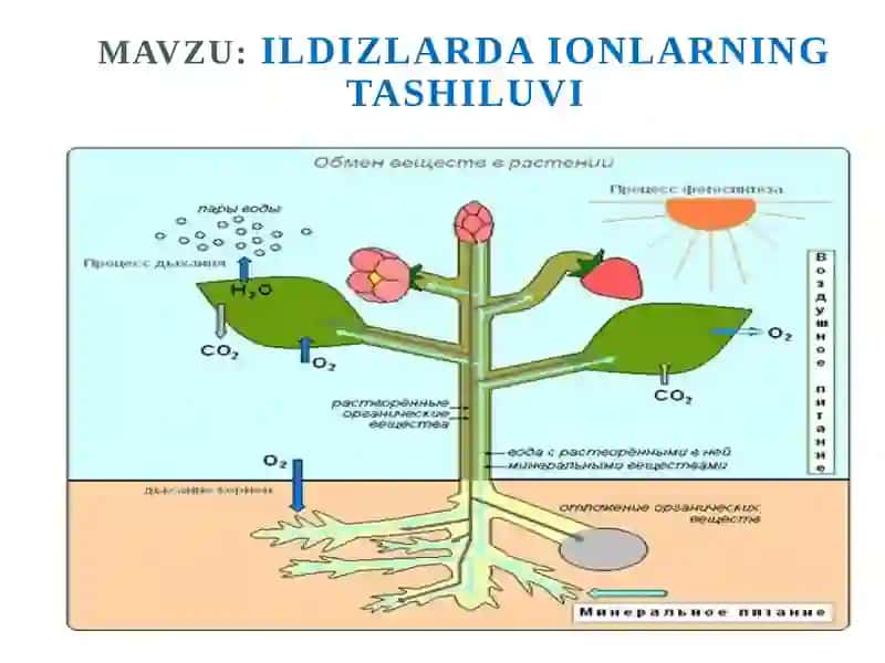 Ildizlardaionlarning tashiluvi