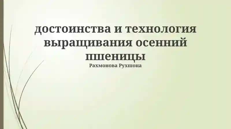 Озимая пшеница