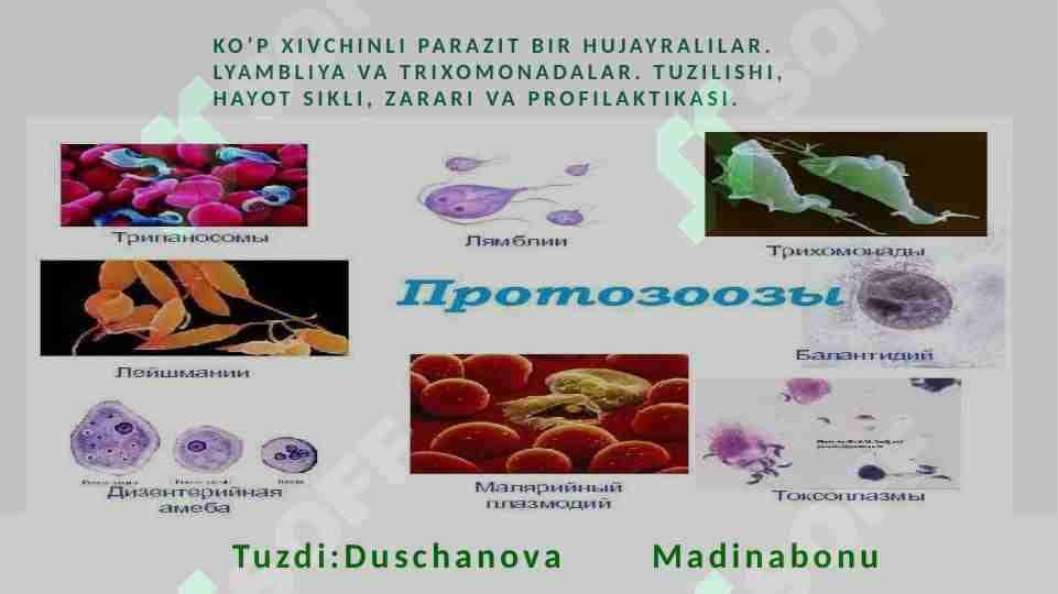 Trixomonada va lyambliya