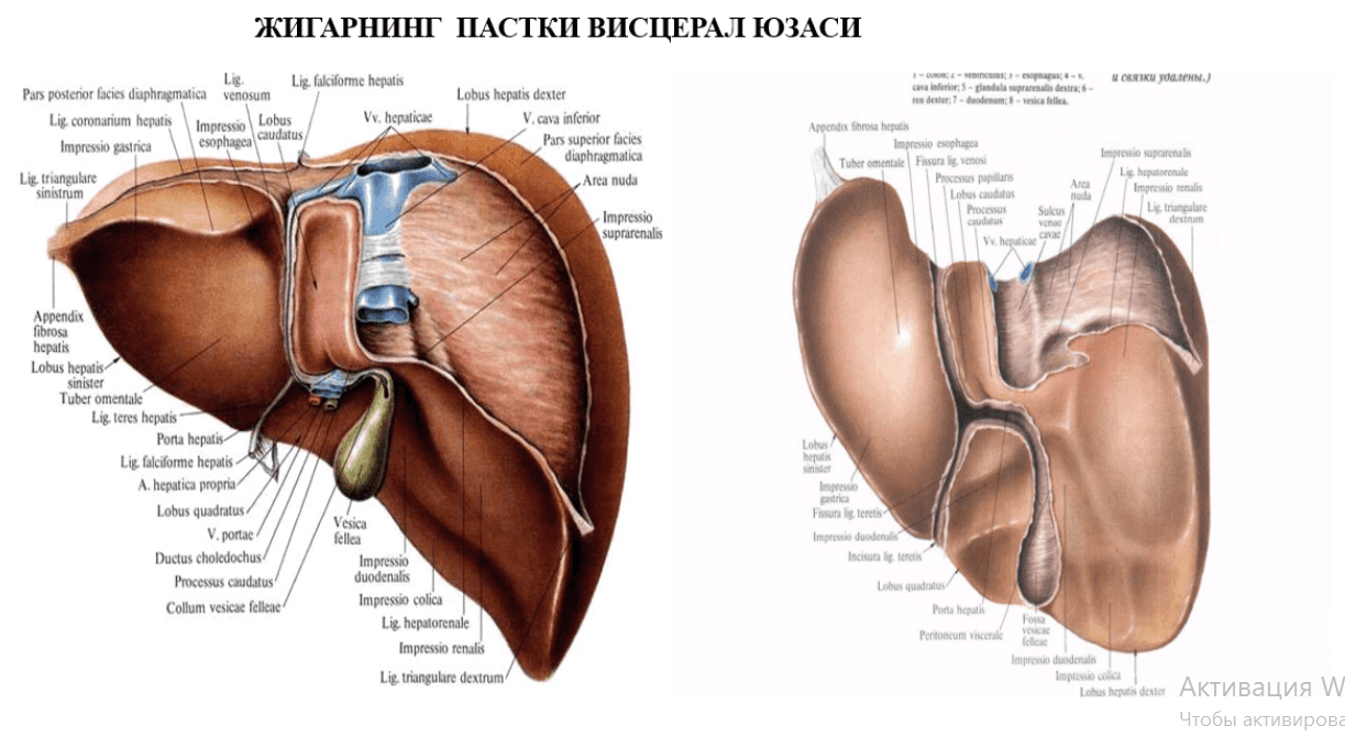 ЖИГАР РАКИ –С22 :
ЭТИОПАТОГЕНЕЗ, ДИАГНОСТИКА
ВА ДАВОЛАШ УСУЛЛАРИ