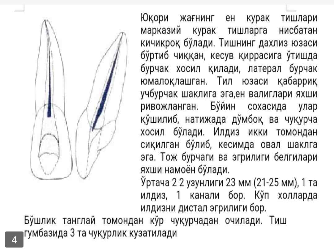Yuqori jag' tishlari topografik anatomiyasi