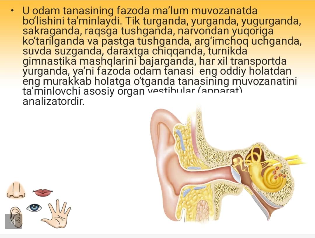 Muvozanat organlari