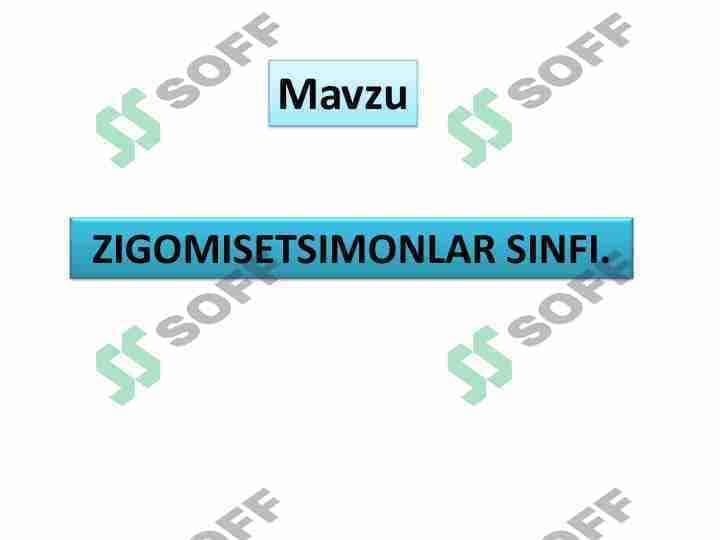 Zigomitsetsimonlar sinfi