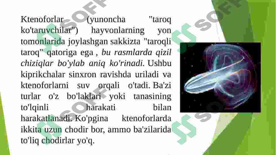 Ctenophora