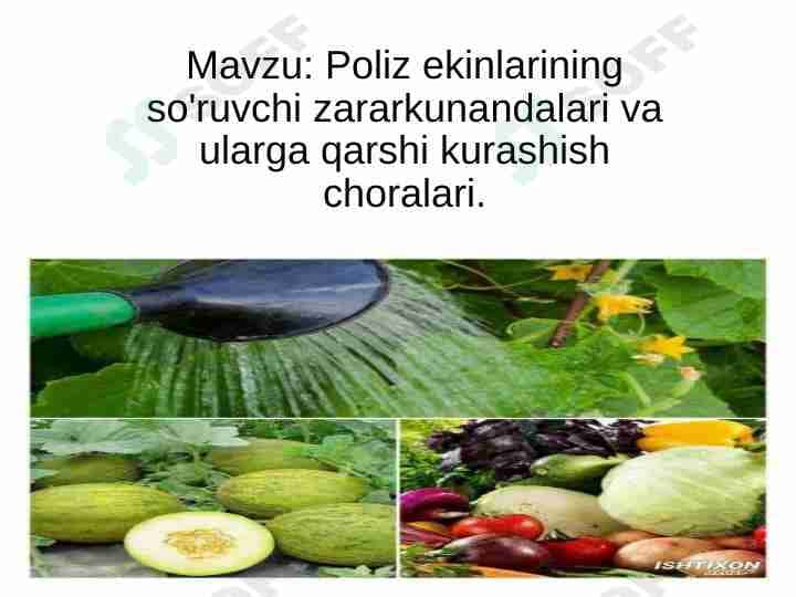 Poliz ekinlarining so'ruvchi zararkunandalari va ularga qarshi kurashish choralari