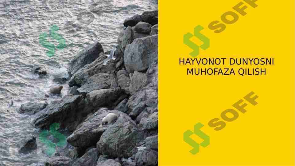 Hayvonlarni muhofaza qilish